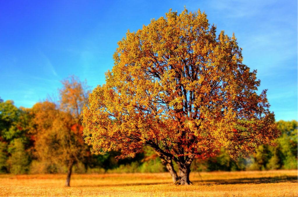 Tree Service Is More Affordable And Successful Than You May Think